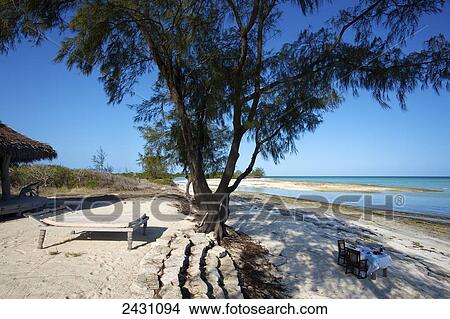 Picture - A table set for a meal on the beach in the shade of a tree; Vamizi Island, Mozambique. Fotosearch