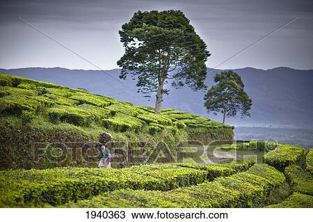 A Tea Plantation Worker Walking Down A Path; Tanjung Sakti Sumatera Selatan Indonesia View Large Photo Image Stock Image - A Tea Plantation Worker Walking Down A Path; Tanjung Sakti Sumatera Selatan Indonesia. Fotosearch
