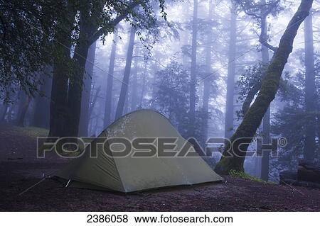 Stock Photo - A tent in a foggy forest; California, United States of America. Fotosearch