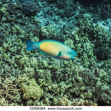 Picture - A terminal male Bullethead Parrotfish (Chlororus sordidus) swimming over coral; Kona, Island of Hawaii, Hawaii, United States of America. Fotosearch