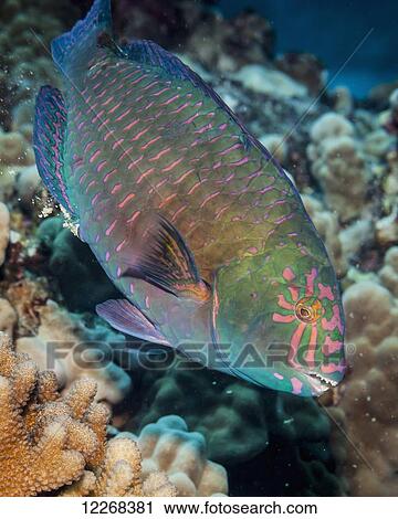 A terminal male Stareye Parrotfish (Calotomus carolinus); Kona, Island of Hawaii, Hawaii, United States of America View Large Photo Image Stock Image - A terminal male Stareye Parrotfish (Calotomus carolinus); Kona, Island of Hawaii, Hawaii, United States of America. Fotosearch