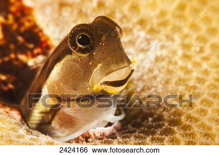 A tiny combtooth blenny, Ecsenius sp, emerges from a hole in hard coral off the Island of Yap; Micronesia View Large Photo Image Stock Photograph - A tiny combtooth blenny, Ecsenius sp, emerges from a hole in hard coral off the Island of Yap; Micronesia. Fotosearch