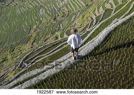 Stock Photo - A Tourist Looks Down On The Stunning Ifugao Stone Walled Rice Terraces; Batad, North Luzon, Philippines. Fotosearch