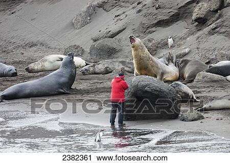 Stock Image - A tourist stands on the shore taking a close look at the Elephant seals, Hannah Point; Livingston Island, Antarctica. Fotosearch