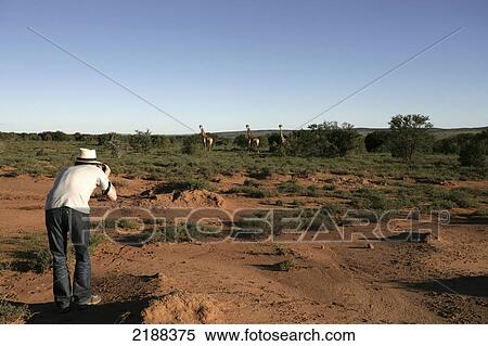 A tourist takes a photograph of giraffes in the distance on a walking safari, Samara Private Game Reserve; South Africa View Large Photo Image Stock Photography - A tourist takes a photograph of giraffes in the distance on a walking safari, Samara Private Game Reserve; South Africa. Fotosearch