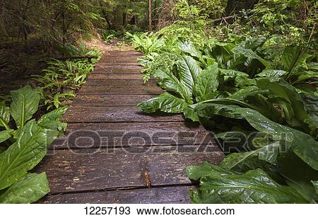 A trail in the rain forest on the coast; British Columbia, Canada View Large Photo Image Stock Image - A trail in the rain forest on the coast; British Columbia, Canada. Fotosearch