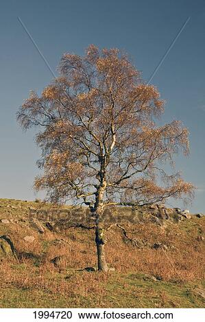 Stock Image - A Tree Against Blue Sky In Peak District National Park; Derbyshire England. Fotosearch