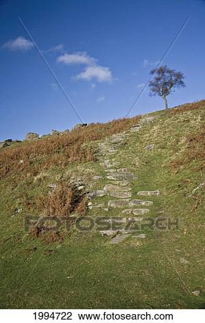 Stock Image - A Tree Against Blue Sky In Peak District National Park; Derbyshire England. Fotosearch