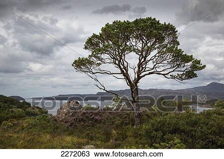 Stock Image - A Tree Stands Along The Coast Under A Cloudy Sky; Applecross Peninsula Scotland. Fotosearch