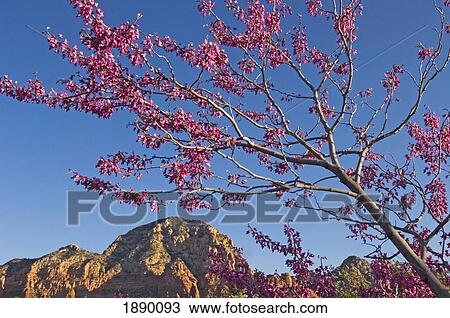 Stock Image - A Tree With Pink Blossoms In Red Rock Country.. Fotosearch