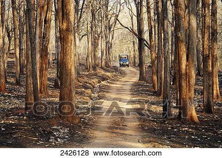 A truck comes down a road in Nagarhole National Park; Karnataka, India View Large Photo Image Stock Photo - A truck comes down a road in Nagarhole National Park; Karnataka, India. Fotosearch