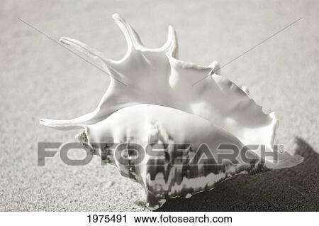 Stock Image - A unique seashell on the sand. Fotosearch