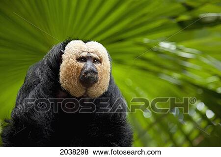 Stock Photo - A White-Faced Saki Monkey (Pithecia Pithecia) At The Singapore Zoo; Singapore. Fotosearch