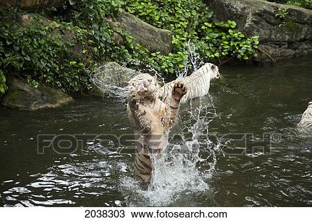 Stock Image - A White Tiger Jumps Into The Air To Catch A Whole Chicken During Feeding Time At The Singapore Zoo; Singapore. Fotosearch