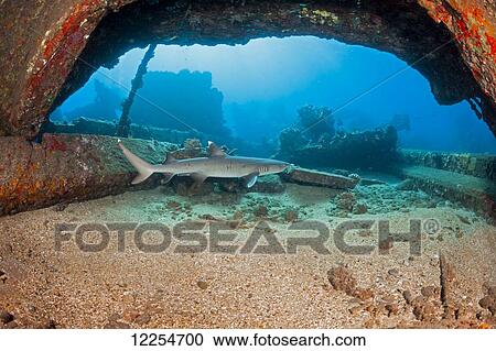 A Whitetip reef shark (Triaenodon obesus) swims by some of the remains of Mala Wharf which was destroyed by a storm; Maui, Hawaii, United States of America View Large Photo Image Stock Image - A Whitetip reef shark (Triaenodon obesus) swims by some of the remains of Mala Wharf which was destroyed by a storm; Maui, Hawaii, United States of America. Fotosearch