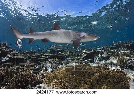 Stock Photo - A whitetip reef shark (Triaenodon obesus) cruises a shallow reef, with Blacktip reef sharks (Carcharhinus melanopterus) seen in the background; Fiji. Fotosearch