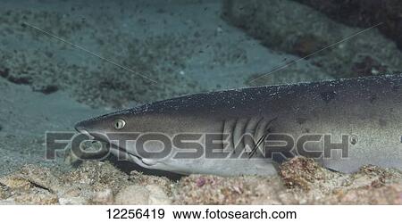 Stock Photo - A Whitetipped Reefshark (Triaenodon obesus) resting on the bottom, near Kona; Island of Hawaii, Hawaii, United States of America. Fotosearch