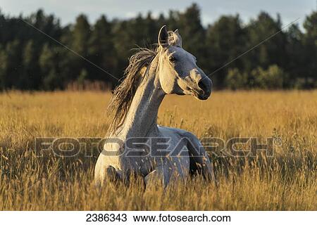 Stock Image - A wild horse; Wyoming, United States of America. Fotosearch