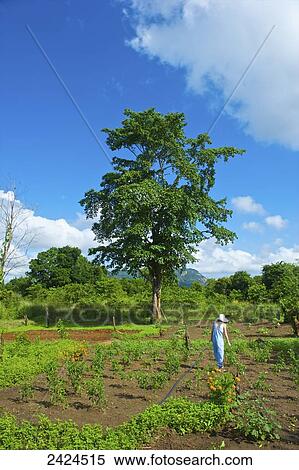 Stock Photography - A woman cares for plants in a large garden; Ulpotha, Embogama, Sri Lanka. Fotosearch