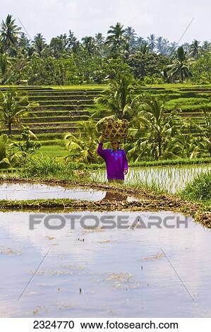 Stock Image - A Woman Carries Some Of Her Harvest On Her Head In Rice Paddy, Bali, Indonesia. Fotosearch