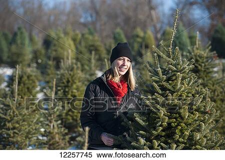 Stock Photography - A woman choosing a fresh Christmas tree at a Christmas tree farm; Minnesota, United States of America. Fotosearch