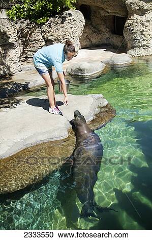 Stock Image - A Woman Feeds An Hawaiian Monk Seal (Monachus Schauinslandi); Oahu, Hawaii, United States Of America. Fotosearch