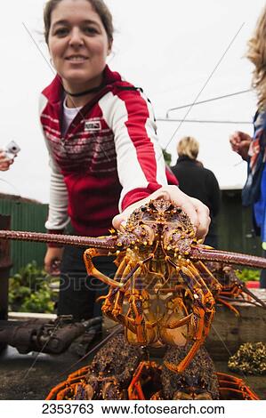 A Woman Holds A Freshly Caught Crayfish; Kaikoura, New Zealand View Large Photo Image Stock Image - A Woman Holds A Freshly Caught Crayfish; Kaikoura, New Zealand. Fotosearch