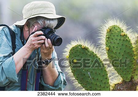 Picture - A woman photographs a Prickly Pear Cactus; Galapagos Islands, Ecuador. Fotosearch