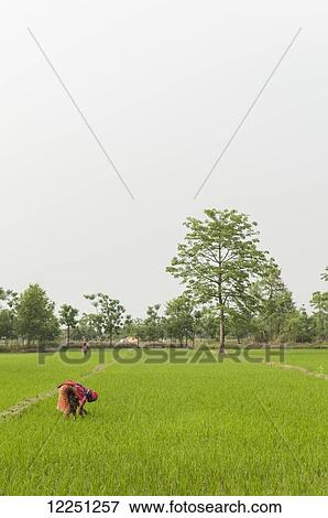 A woman planting rice; Sauraha, Chitwan province, Nepal View Large Photo Image Stock Photo - A woman planting rice; Sauraha, Chitwan province, Nepal. Fotosearch