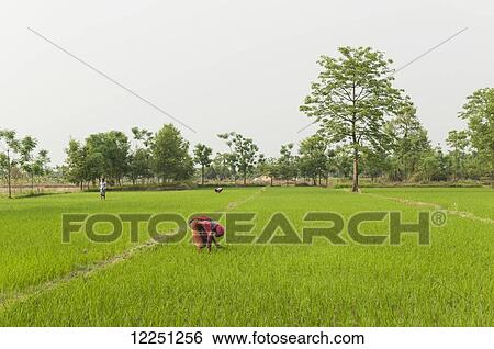 Stock Photograph - A woman planting rice; Sauraha, Chitwan province, Nepal. Fotosearch