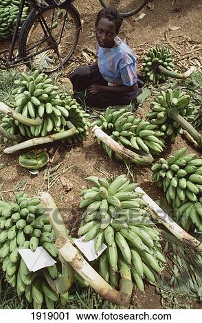 A Woman Sitting Amongst Bananas View Large Photo Image Stock Image - A Woman Sitting Amongst Bananas. Fotosearch