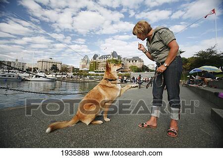 Stock Photo - A Woman Trains Her Pet Dog In Victoria's Inner Harbour; Victoria, British Columbia, Canada. Fotosearch