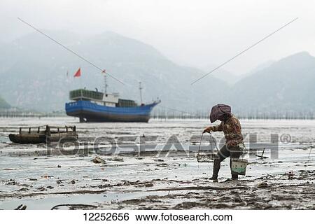 Stock Photograph - A woman walking through the mud trying to find some kinds of seafood; Xiapu, Fujian, China. Fotosearch