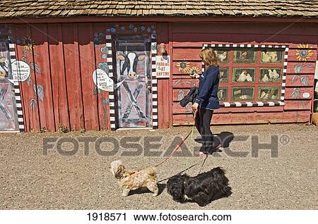 A Woman Walking Two Dogs In Downtown Sedona, Arizona, Usa View Large Photo Image Stock Image - A Woman Walking Two Dogs In Downtown Sedona, Arizona, Usa. Fotosearch