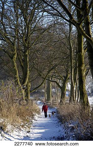 Stock Image - A woman walks her dogs on Stonyfields Lane in winter; Sedgley, West Midlands, England. Fotosearch