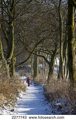 A woman walks her dogs on Stonyfields Lane in winter; Sedgley, West Midlands, England View Large Photo Image Stock Image - A woman walks her dogs on Stonyfields Lane in winter; Sedgley, West Midlands, England. Fotosearch