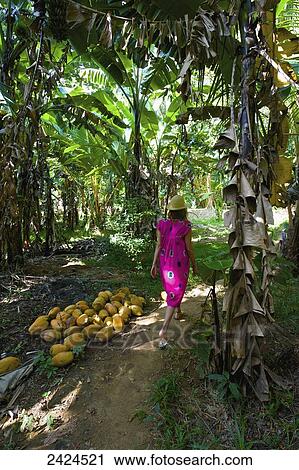 A woman walks on a path through a lush tropical forest; Ulpotha, Embogama, Sri Lanka View Large Photo Image Stock Image - A woman walks on a path through a lush tropical forest; Ulpotha, Embogama, Sri Lanka. Fotosearch