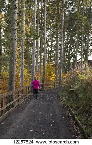 Picture - A woman walks on a trail in autumn; Kielder, Northumberland, England. Fotosearch