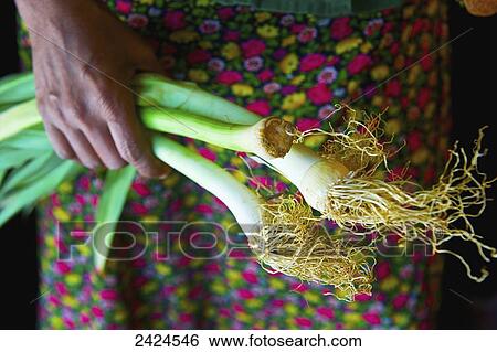 Stock Photograph - A woman's hand holding leeks; Ulpotha, Embogama, Sri Lanka. Fotosearch