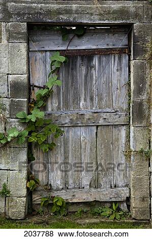 A Wooden Gate With Vines Growing Towards It; Scottish Borders Scotland View Large Photo Image Stock Photo - A Wooden Gate With Vines Growing Towards It; Scottish Borders Scotland. Fotosearch