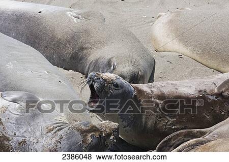 Stock Photo - A yawning California sea lion (Zalophus californianus) lying on the beach; California, United States of America. Fotosearch