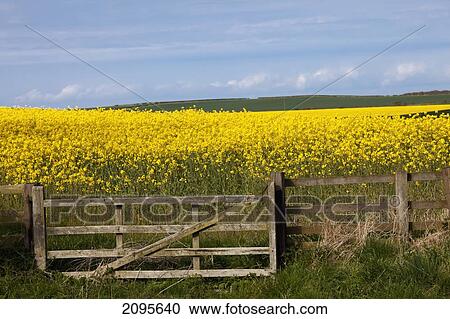 Stock Image - A Yellow Field; Northumberland England. Fotosearch