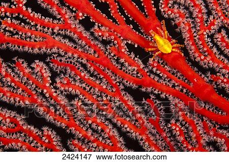 A yellow gorgonian crab (Xenocarcinus depressus) at night on its host, a gorgonian coral fan; Fiji View Large Photo Image Stock Photo - A yellow gorgonian crab (Xenocarcinus depressus) at night on its host, a gorgonian coral fan; Fiji. Fotosearch