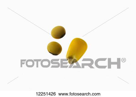 Stock Photograph - A yellow grain corn kernel and soybeans on a white background. Fotosearch