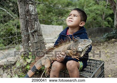 A Young Boy Holds An Iguana On His Lap; Yelapa, Jalisco, Mexico View Large Photo Image Stock Image - A Young Boy Holds An Iguana On His Lap; Yelapa, Jalisco, Mexico. Fotosearch