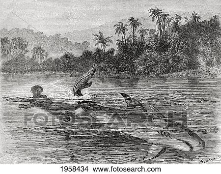 A Young Boy Kicking A Shark's Tail To Escape Its Attack, In 19Th Century Colombia. From El Mundo En La Mano Published 1875. View Large Photo Image Picture - A Young Boy Kicking A Shark's Tail To Escape Its Attack, In 19Th Century Colombia. From El Mundo En La Mano Published 1875.. Fotosearch