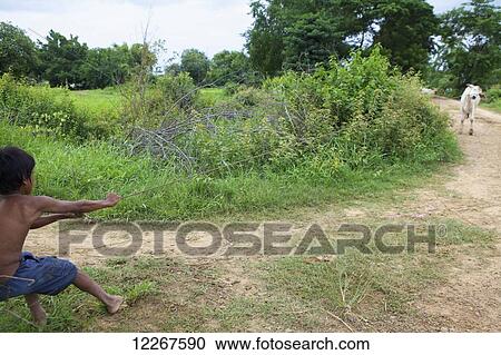 A young boy pulling a cow by a rope down a dirt road; Battambang, Cambodia View Large Photo Image Stock Image - A young boy pulling a cow by a rope down a dirt road; Battambang, Cambodia. Fotosearch