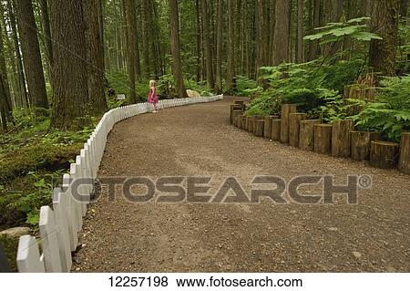A young girl stands along the path surrounded by large trees in a forest; British Columbia, Canada View Large Photo Image Stock Photo - A young girl stands along the path surrounded by large trees in a forest; British Columbia, Canada. Fotosearch