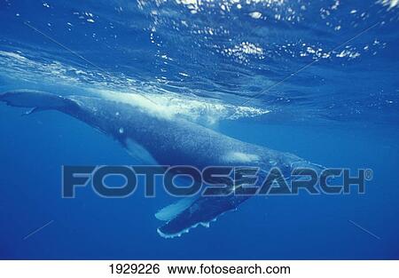 Stock Photograph - A young humpback calf swimming just under the surface waves., Island of Foa, Ha'apai, Kingdom of Tonga. Fotosearch