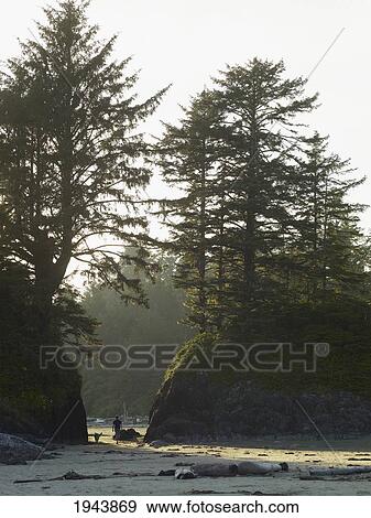 Stock Photo - A Young Man And His Dog Walk On A Path From The Beach To The Parking Lot; Tofino British Columbia Canada. Fotosearch